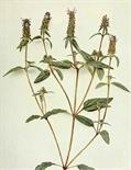 نعناع چمنی